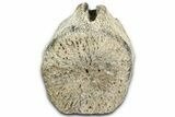 Fossil Whale Caudal Vertebra - Yorktown Formation #362066-1